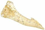 Fossil Sawfish (Onchopristis) Rostral Barb - Morocco #366716-1